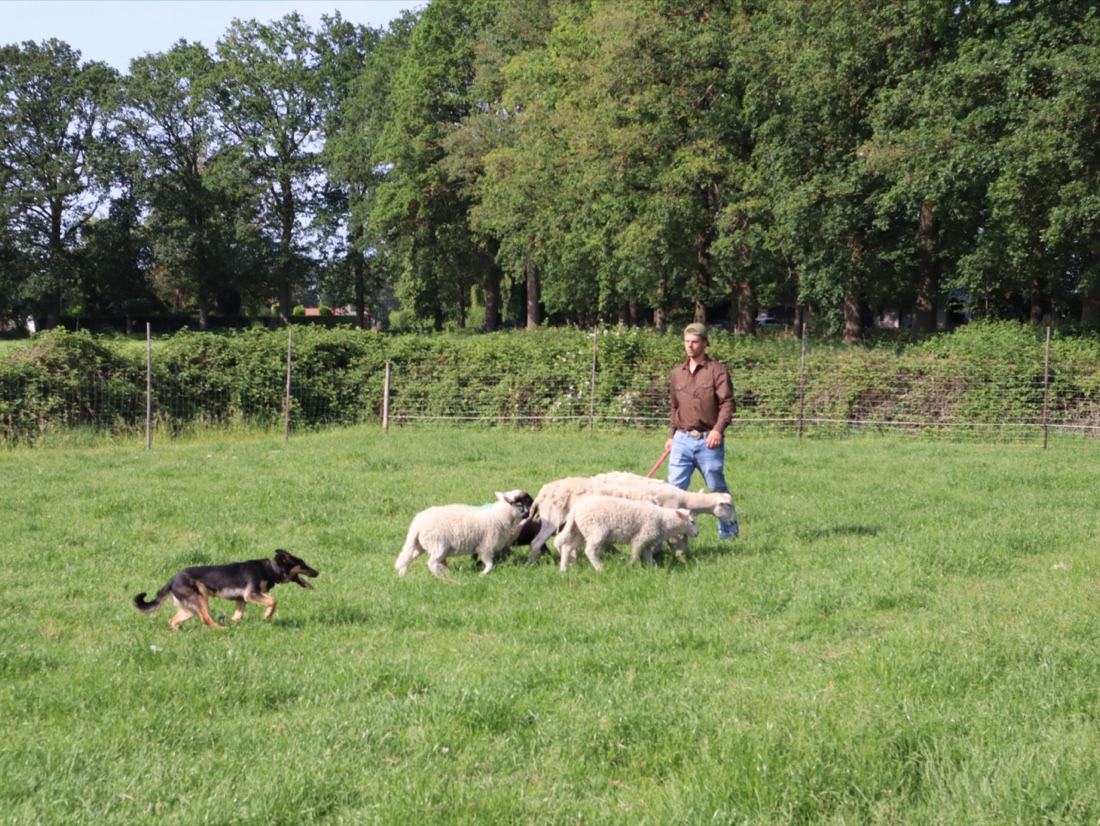 Schaapskudde graast in een groene weide — begrazing voor natuurbeheer