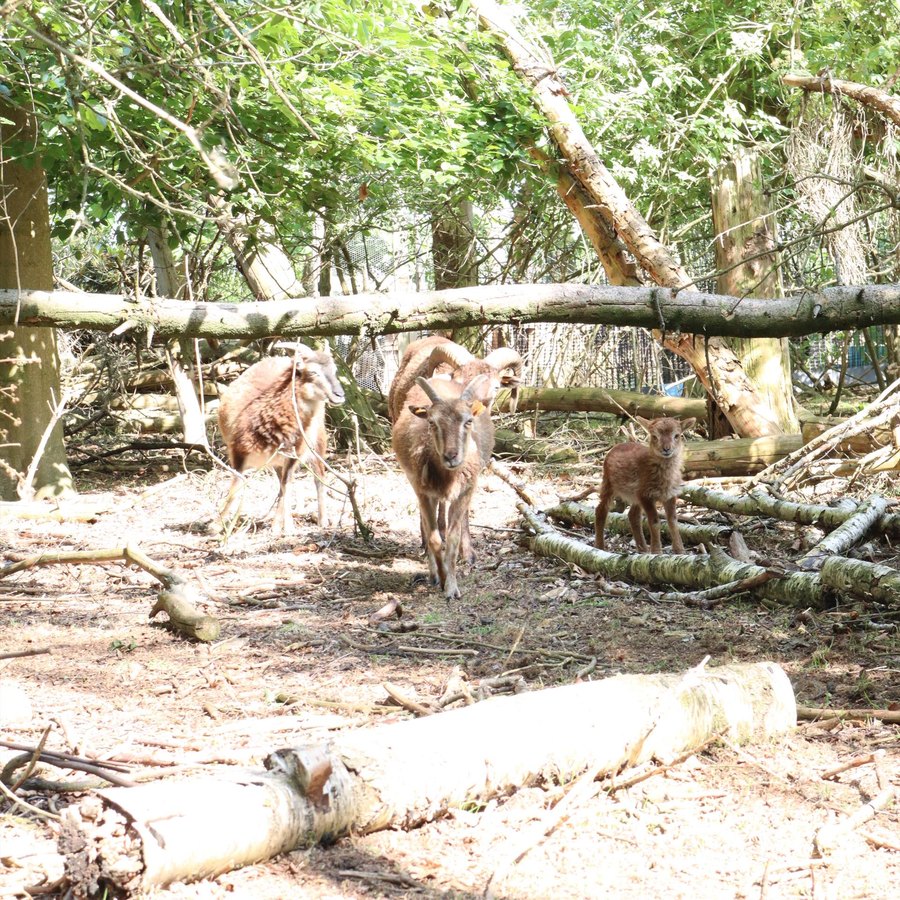 Bruine schapen met lammeren in de begroeiing