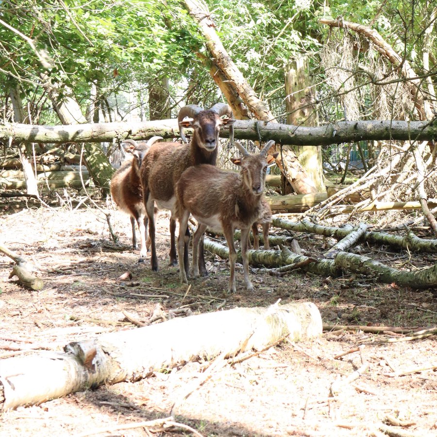 Groepje bruine schapen tussen de bomen