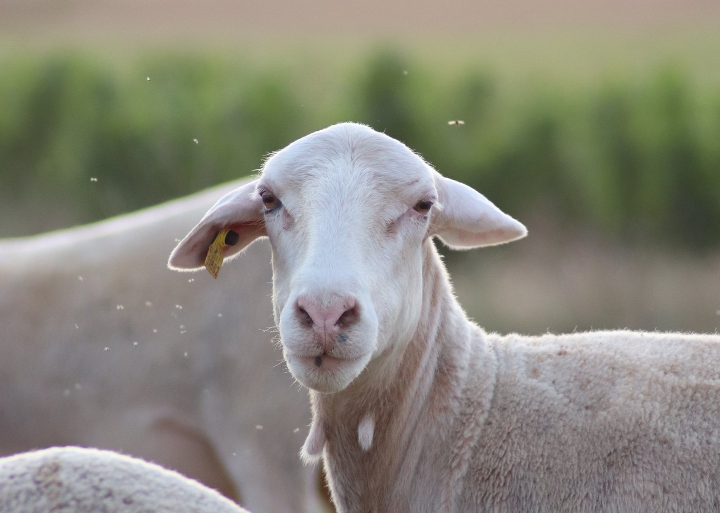Wit Easycare-schaap dat in de camera kijkt