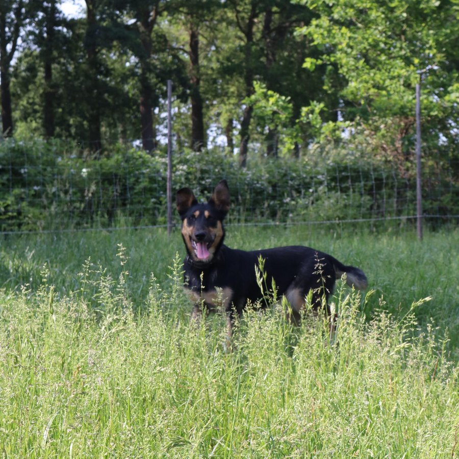 Herdershond houdt de schaapskudde in de gaten