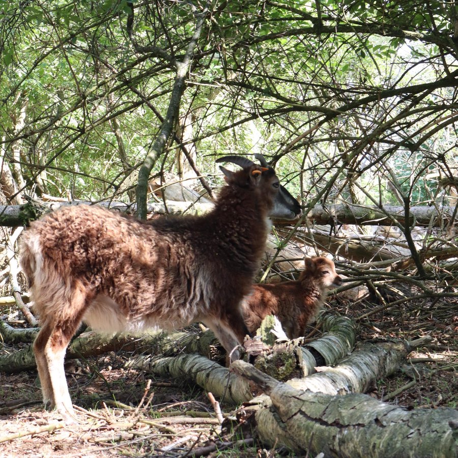 Bruin moederschaap met lam tussen de bomen