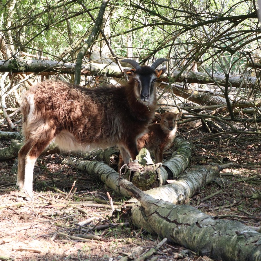 Bruin schaap met lam bij een boomstam in de begroeiing