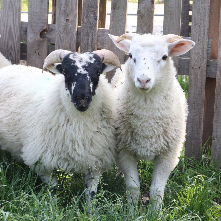 Een wit schaap en een zwartkop-schaap kijken in de camera bij de omheining