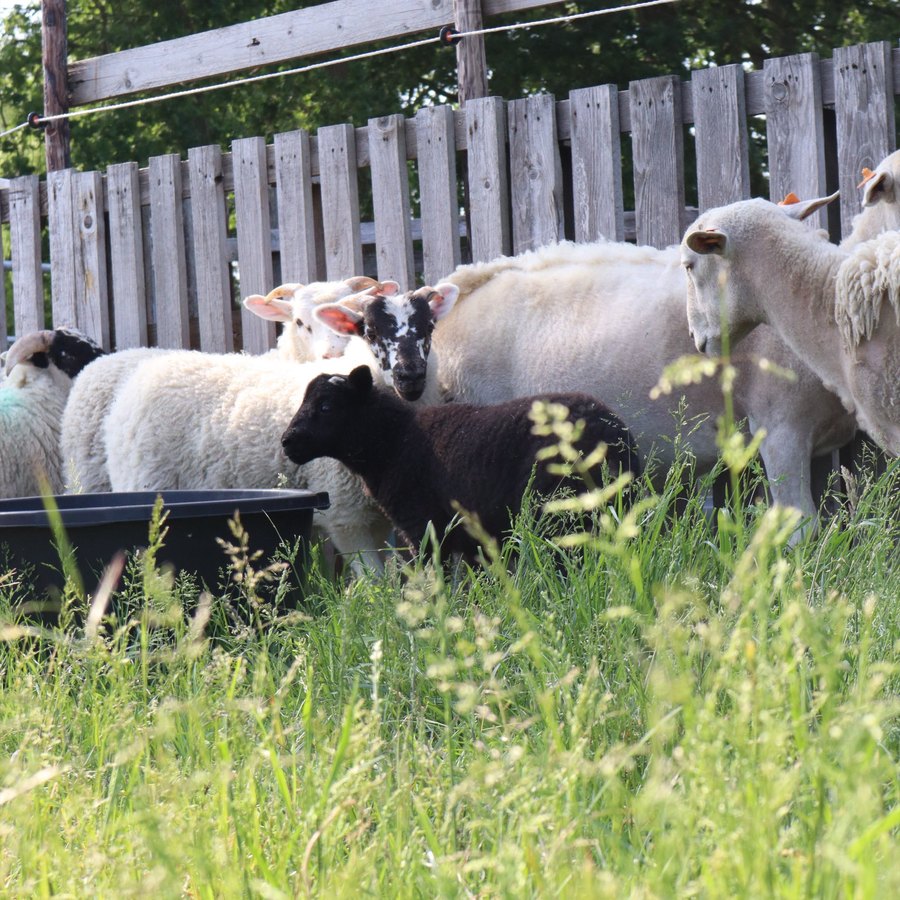 Gemengde schaapskudde met witte, zwartkop- en donkere schapen in de groene weide