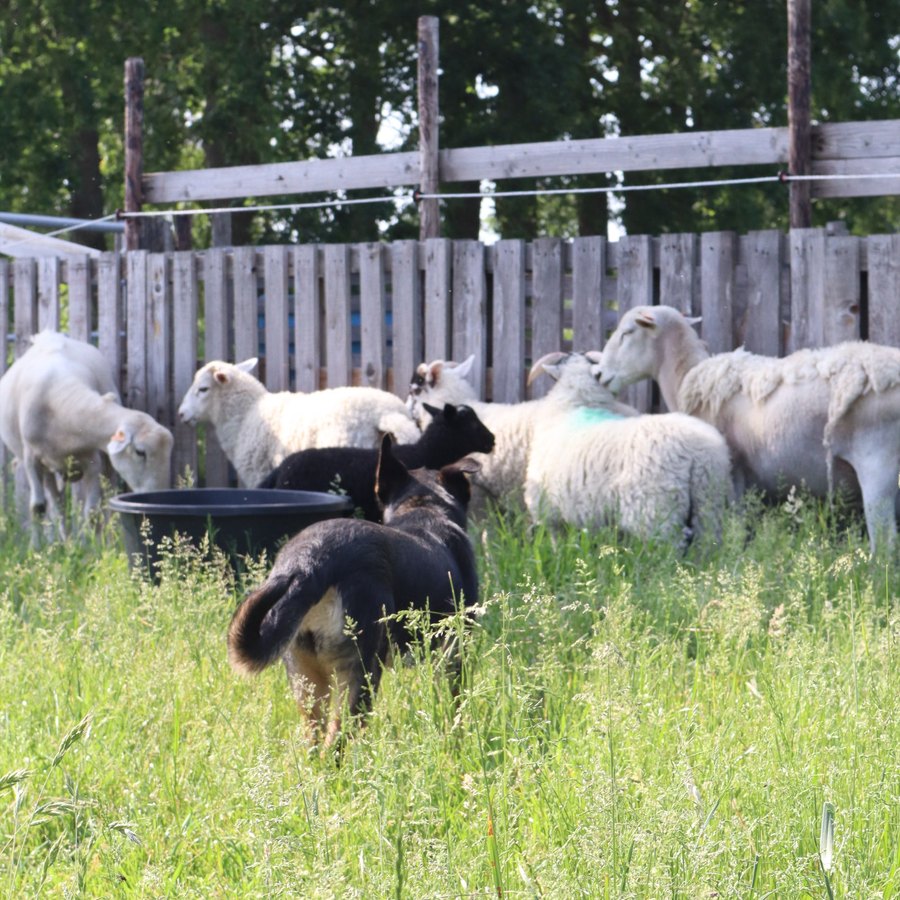 Schaapskudde met de herdershond in de groene weide