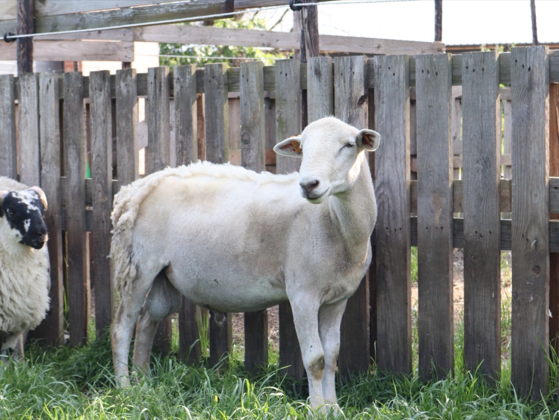 Schapen scheren en hoevenverzorging — vakkundig en dierenvriendelijk door Double-U Sheepfarm