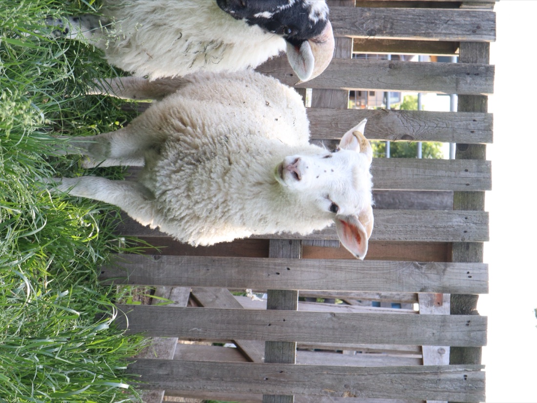 Schaap bij de omheining — verkoop en aankoop van schapen bij Double-U Sheepfarm