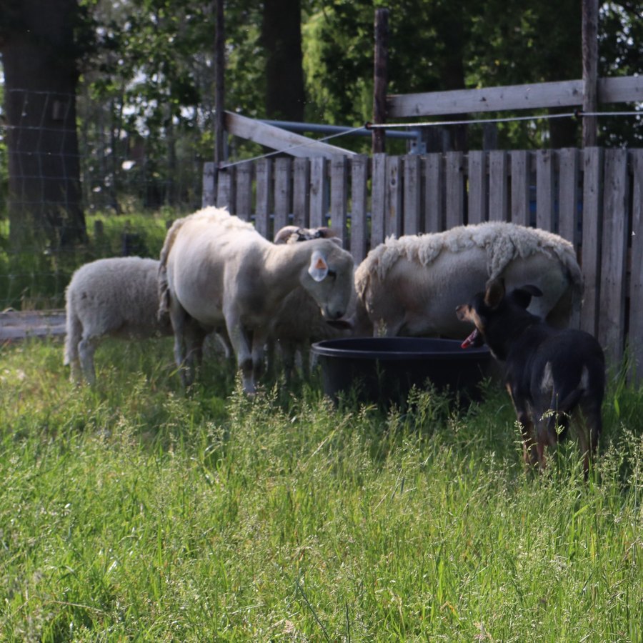 Schapen bij de voederbak samen met de herdershond