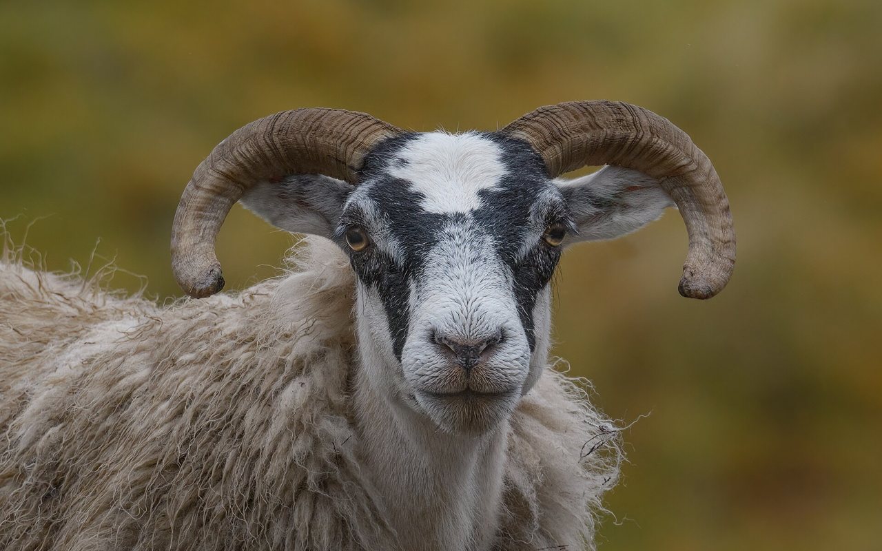 Scottish Blackface ram met gedraaide horens en zwart-wit gezicht