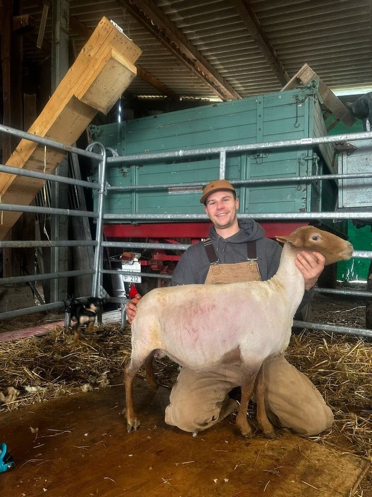 Wout Hermans met een vers geschoren schaap in de stal