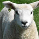 schaap 1
