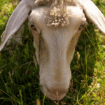 schaap 2