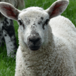 schaap 3