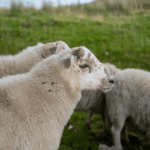 schaap 4